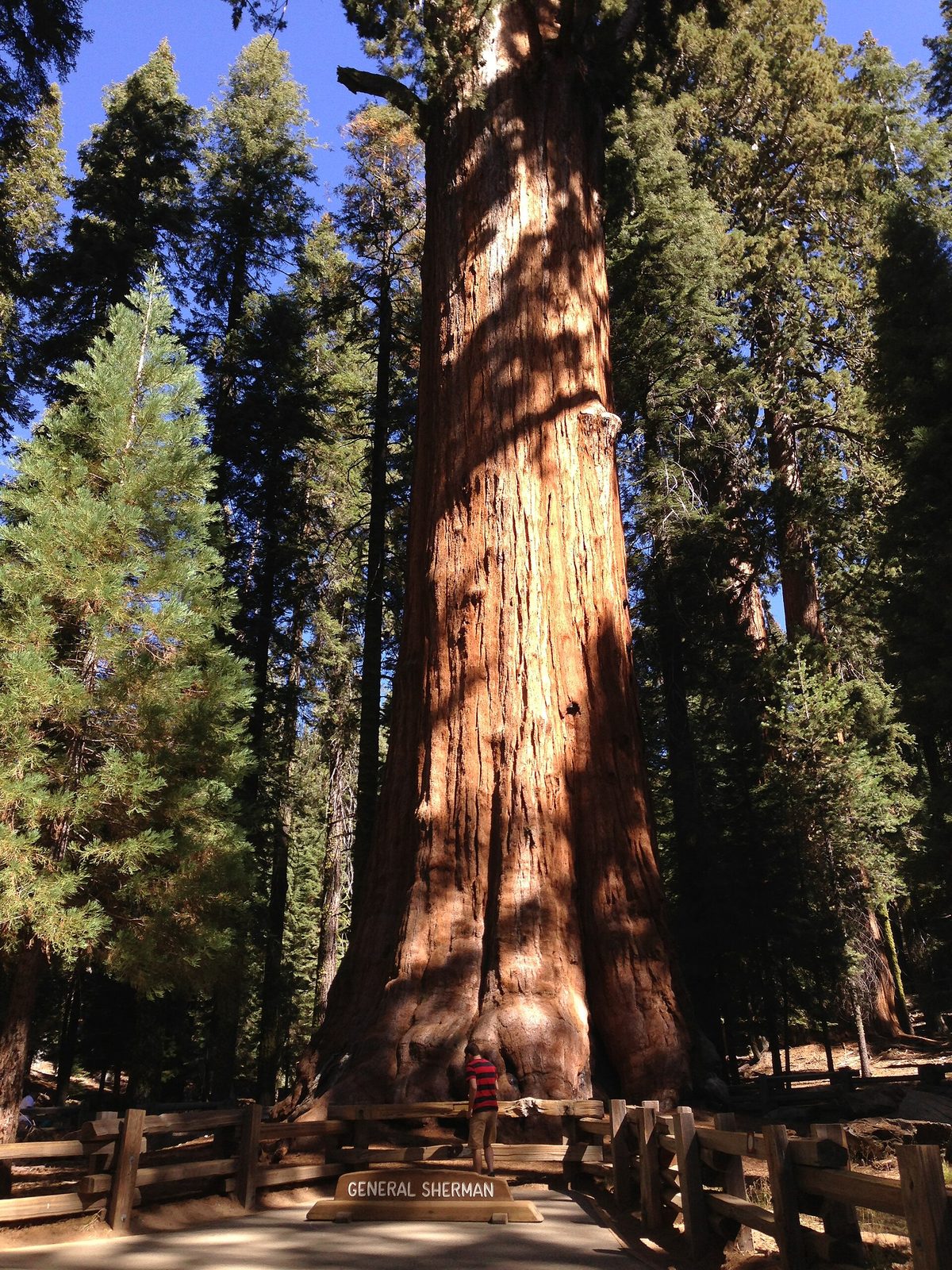 General Sherman Tree