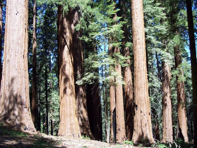 Giant Forest