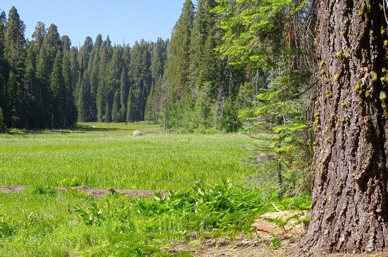 Crescent Meadow