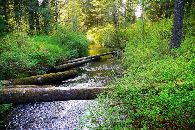 Trail of Ten Falls