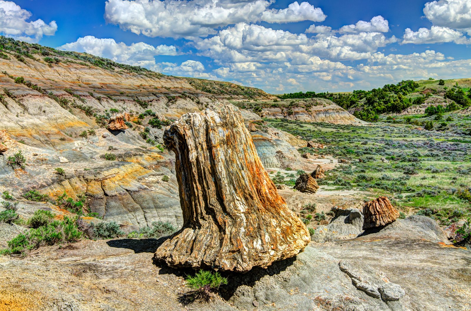 Petrified Forest Loop
