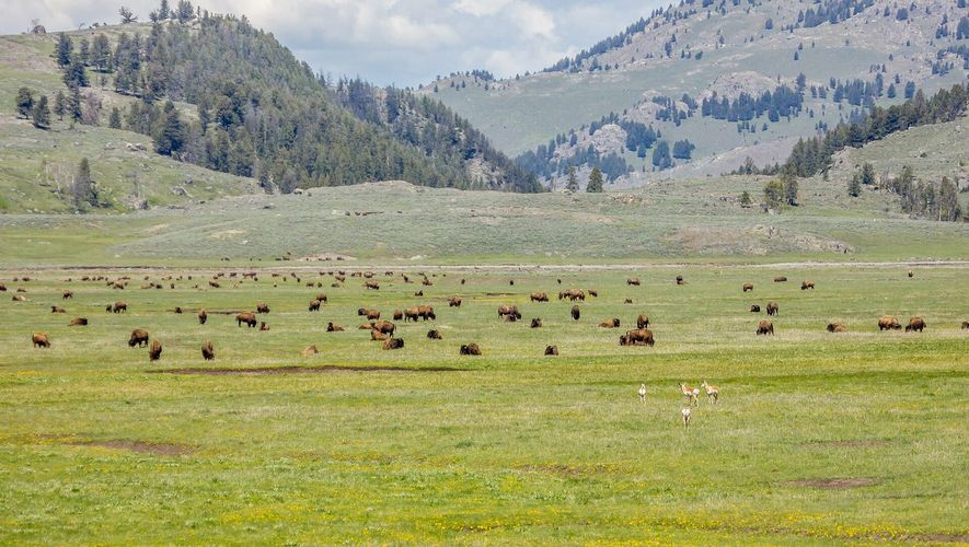 Lamar Valley