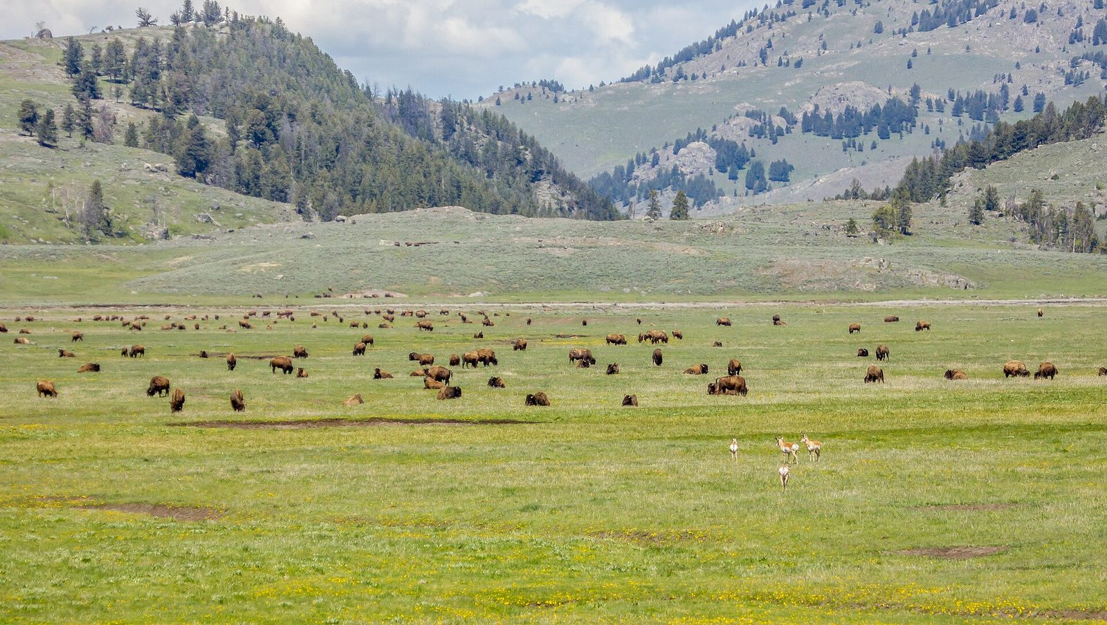 Lamar Valley