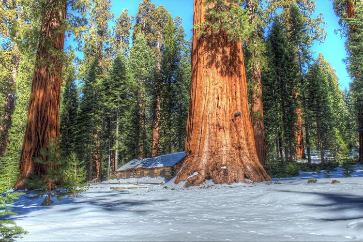 Mariposa Grove
