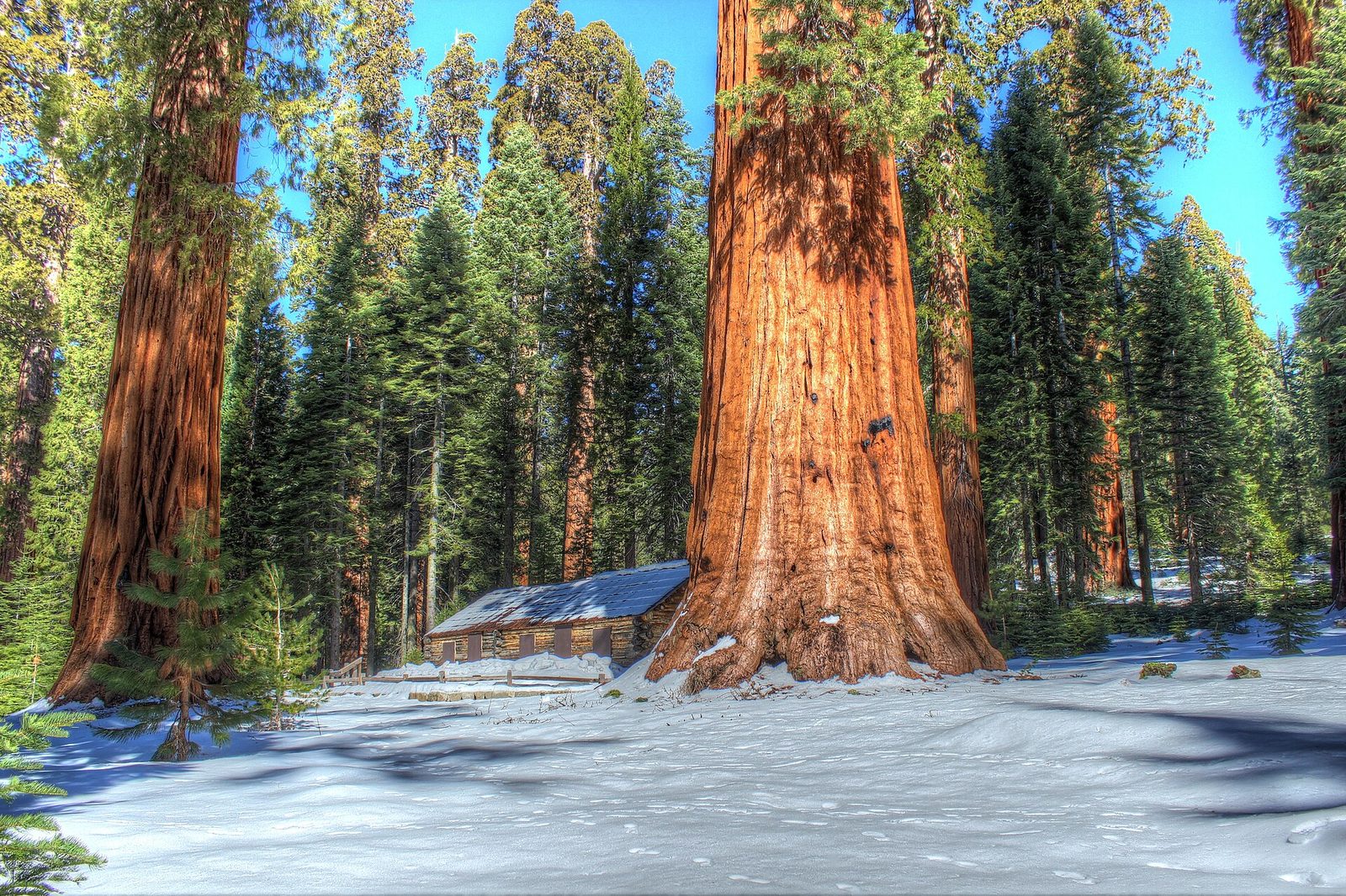 Mariposa Grove