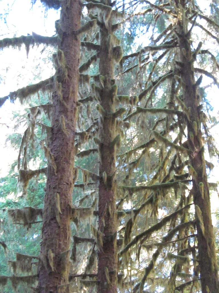 Olympic National Park