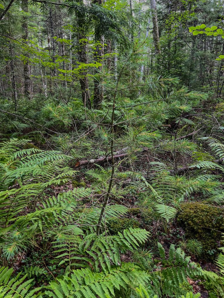 Kejimkujik National Park