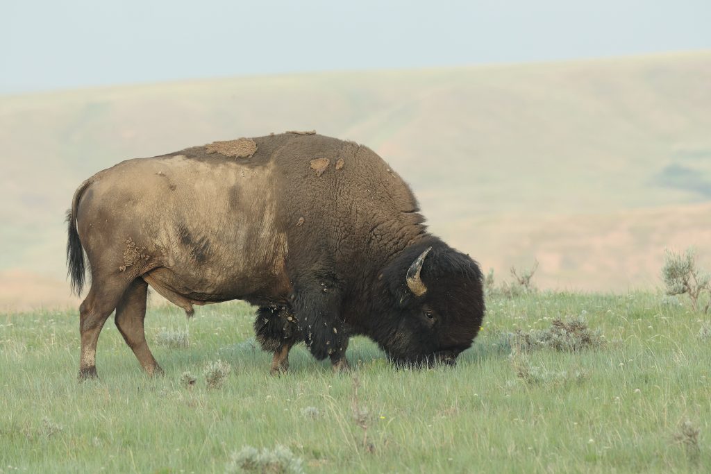 Grasslands National Park