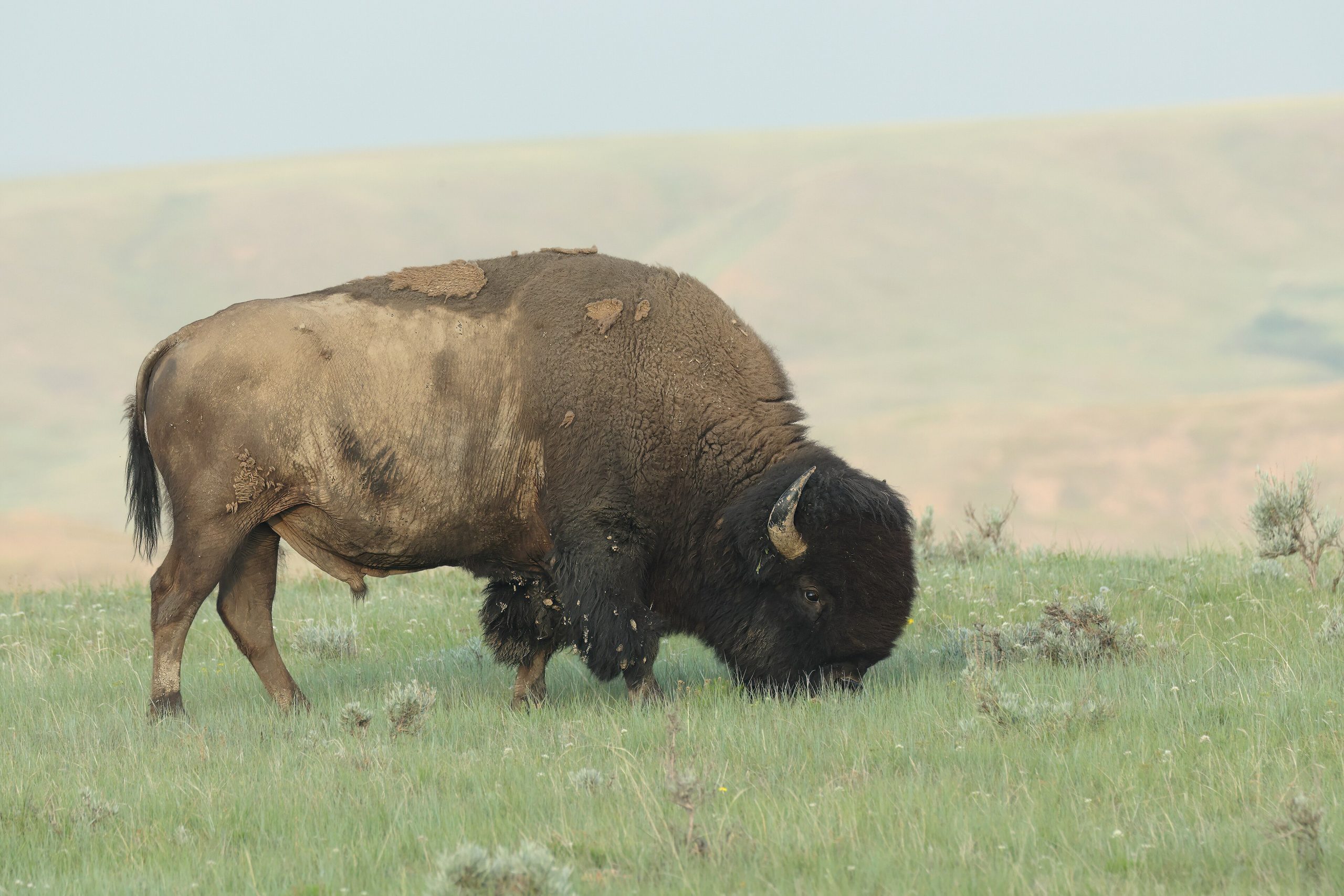Grasslands National Park