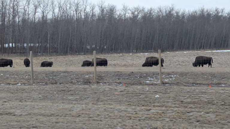 Elk Island National Park
