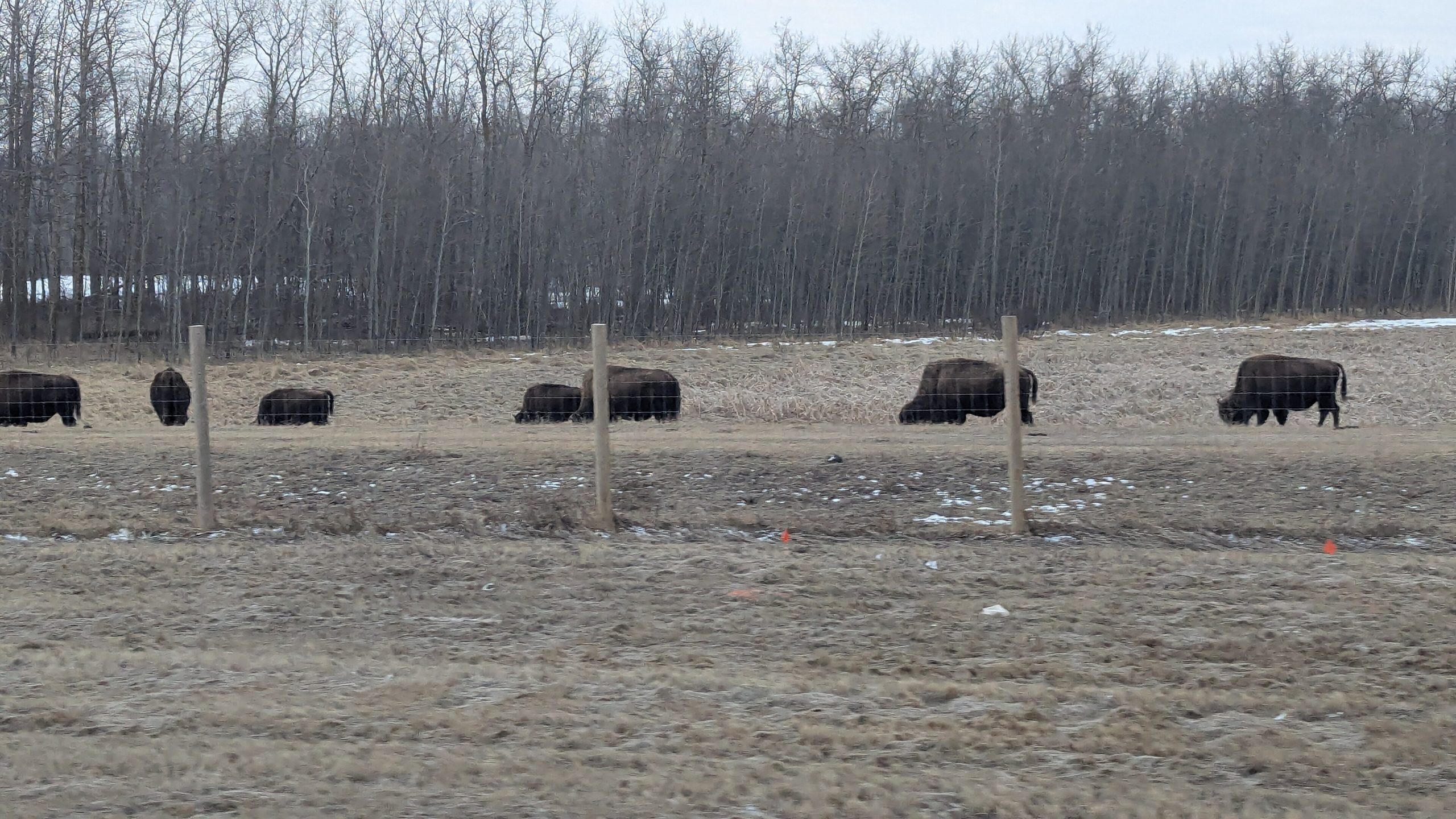 Elk Island National Park