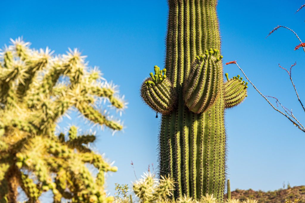 Saguaro National Park