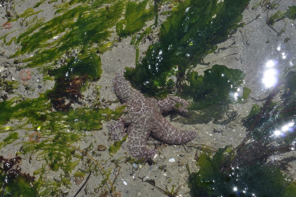 Pacific Rim National Park Reserve