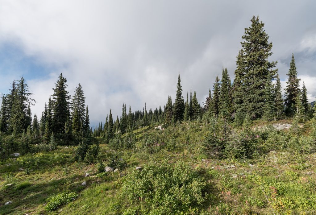 Mount Revelstoke National Park