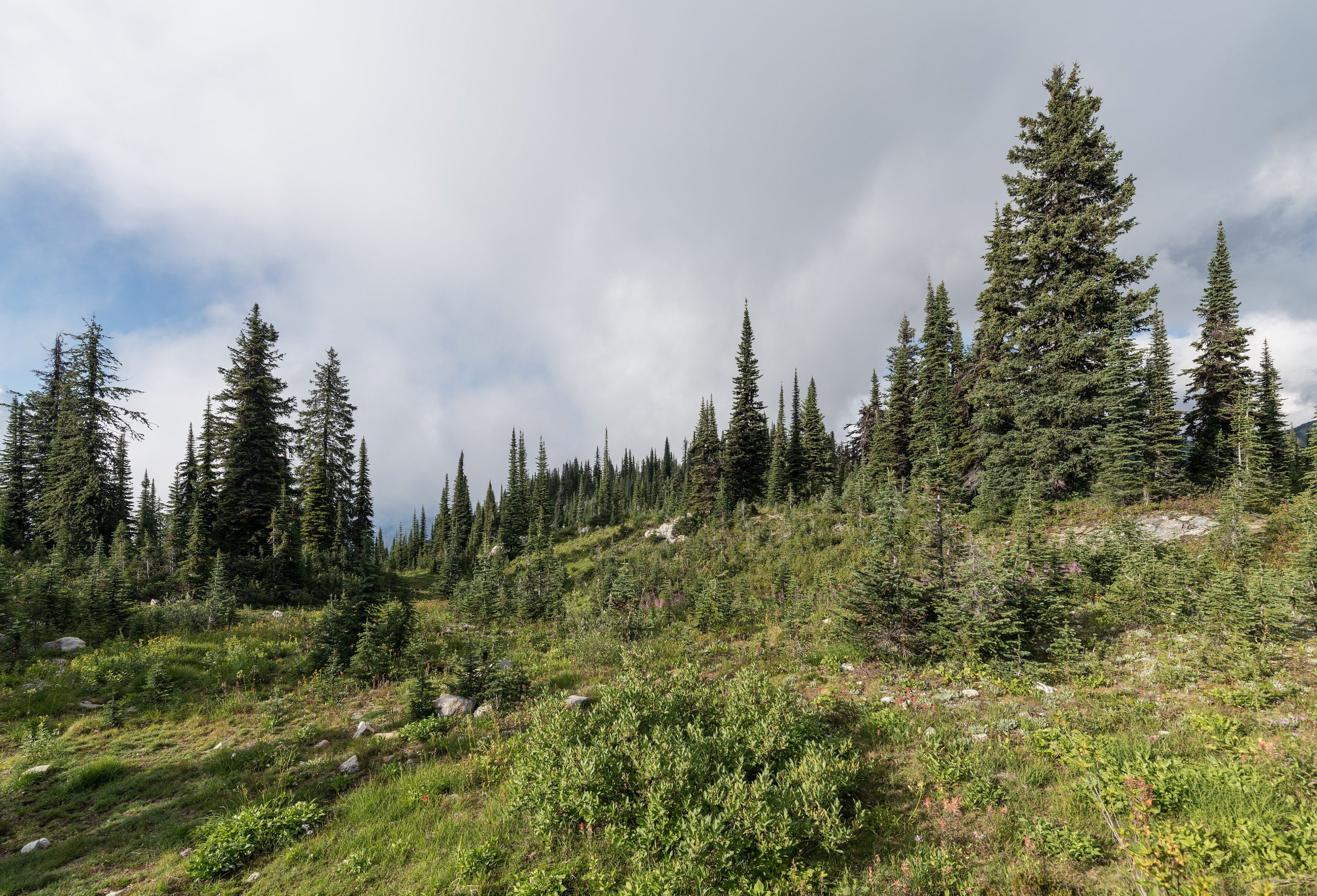 Mount Revelstoke National Park