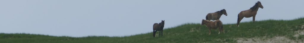 Sable Island National Park Reserve
