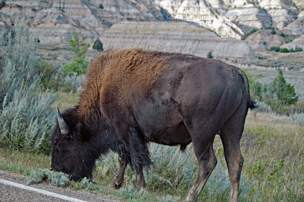 Theodore Roosevelt National Park