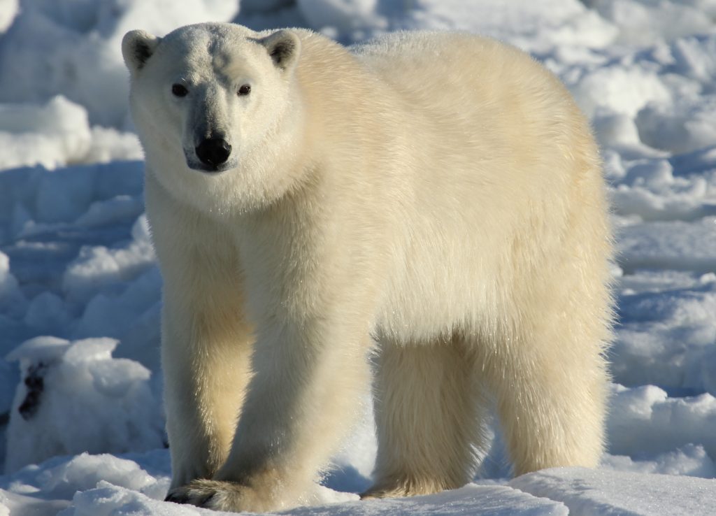 Wapusk National Park