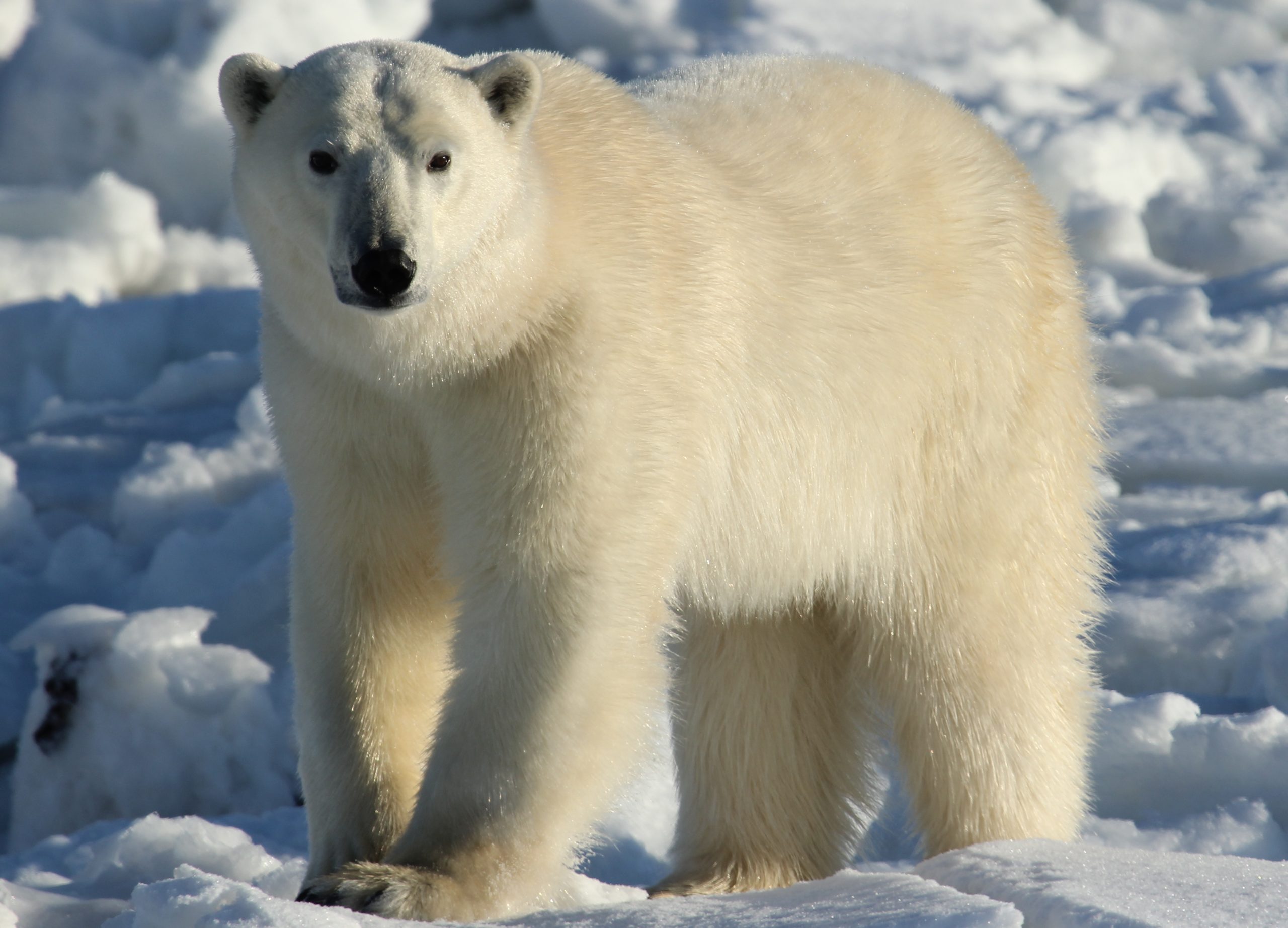 Wapusk National Park