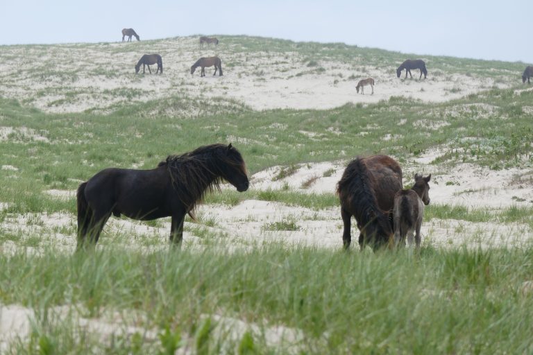 Wild horses grazing the marram dunes of Sable Island, Nova Scotia