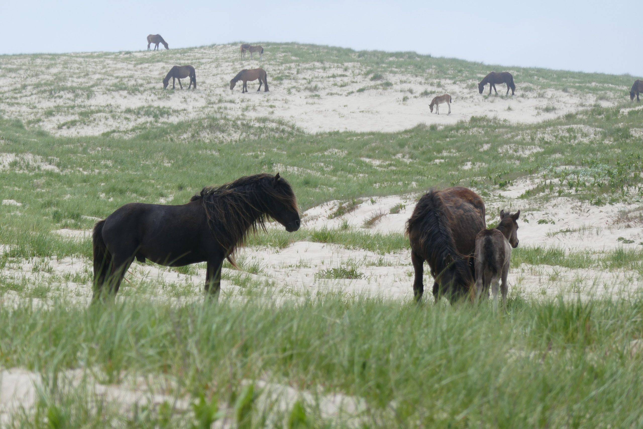 Sable Island National Park Reserve