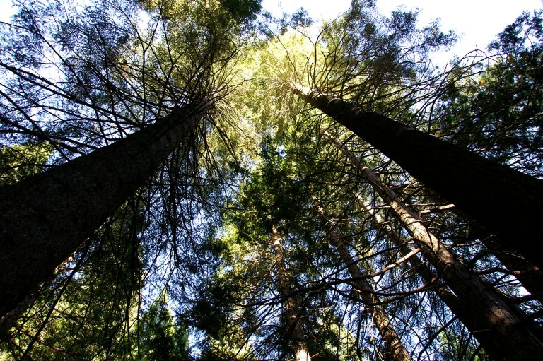 Sequoia National Park
