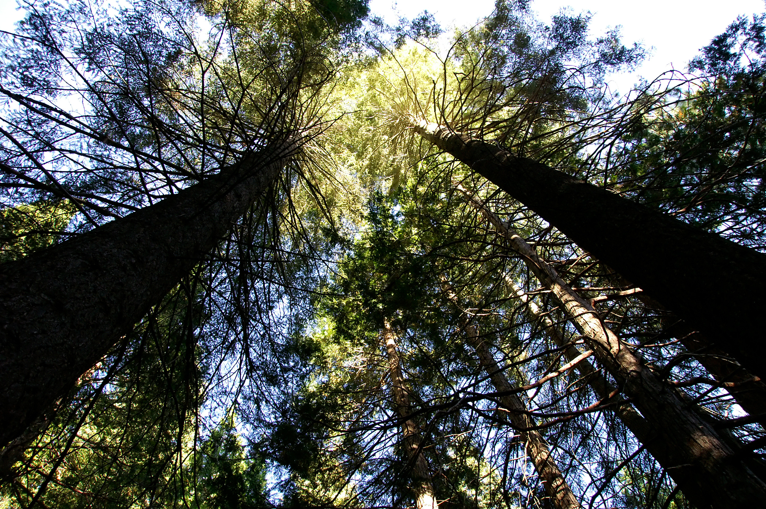 Sequoia National Park