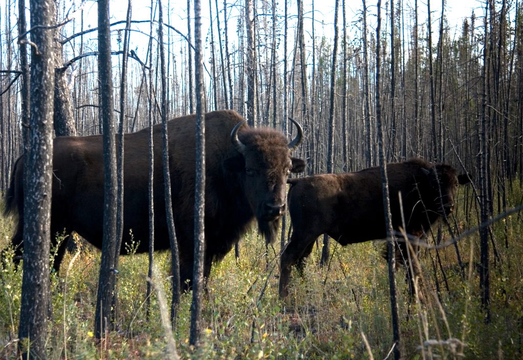 Wood Buffalo National Park