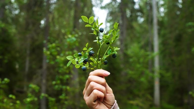 A forager holds up a wild blueberry sprig heavy with ripe berries in a green forest