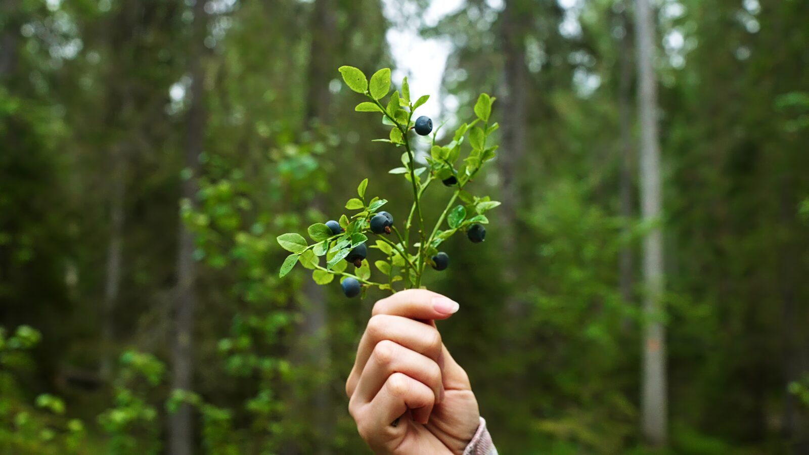 A forager holds up a wild blueberry sprig heavy with ripe berries in a green forest