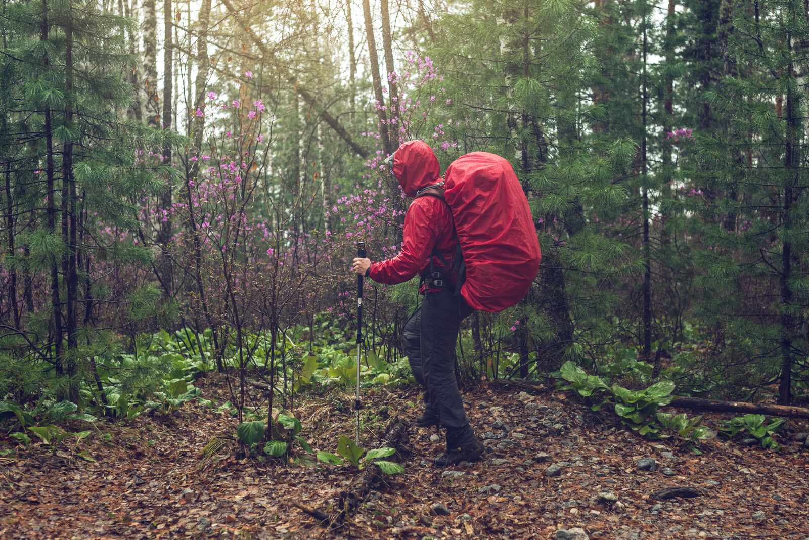 Hiker in a red rain jacket and pack hiking through a wet, misty forest in cool rainy weather