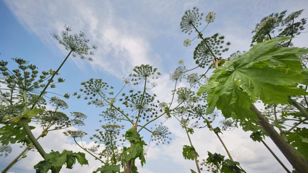 Giant hogweed towering overhead with huge jagged leaves and white umbrella-shaped flower clusters