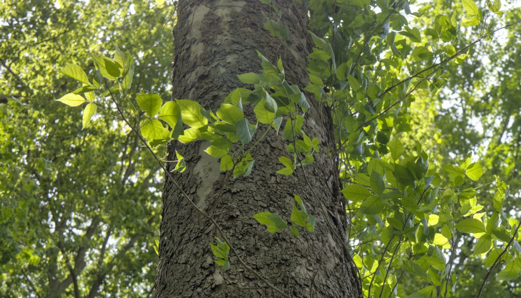 Poison ivy, oak, sumac, and giant hogweed: identify, avoid, and treat them