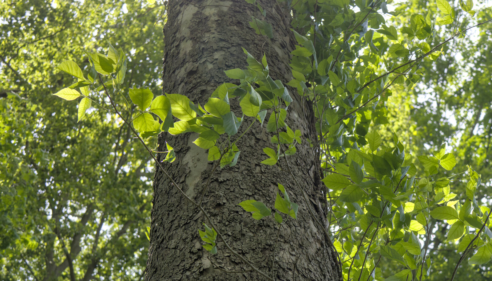 Poison ivy growing as a hairy vine on a tree trunk, showing the leaves-of-three pattern