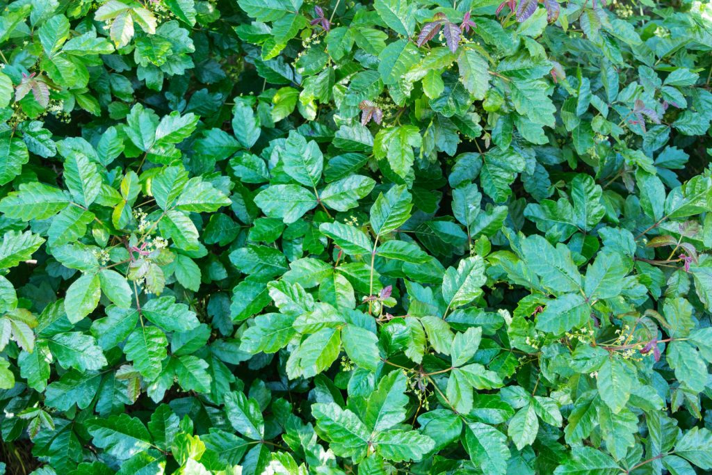 Poison oak shrub showing clusters of three lobed, oak-like leaflets