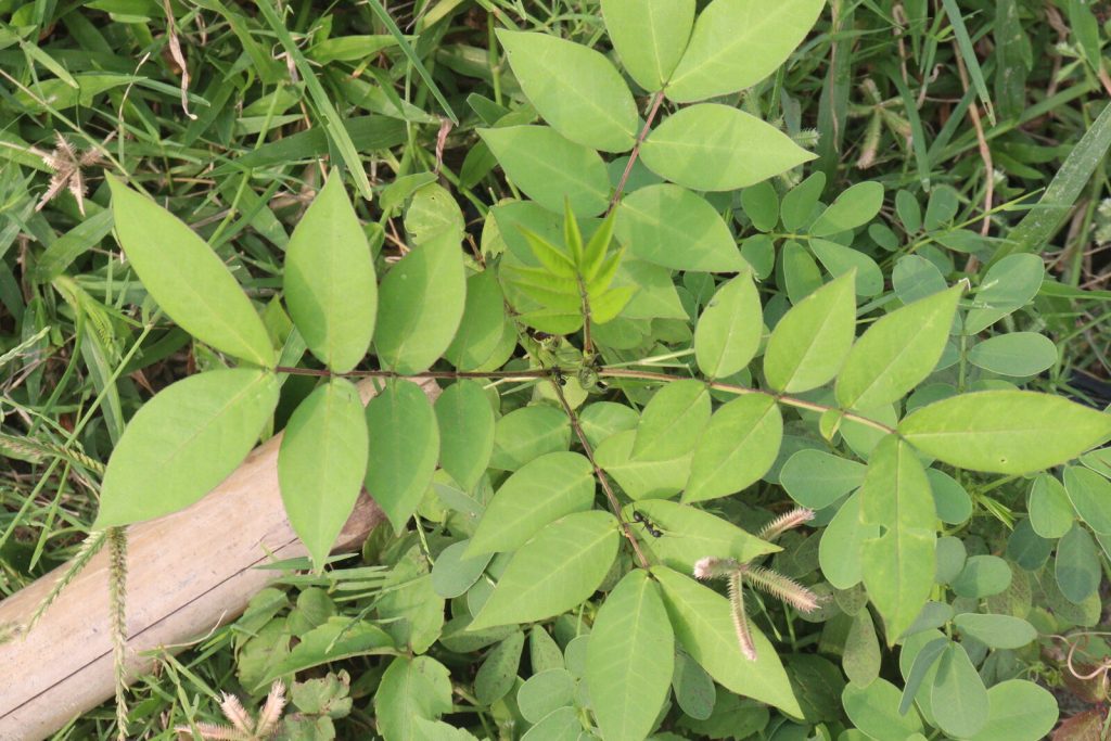 Poison sumac showing a pinnate compound leaf with paired oval leaflets on a reddish stalk