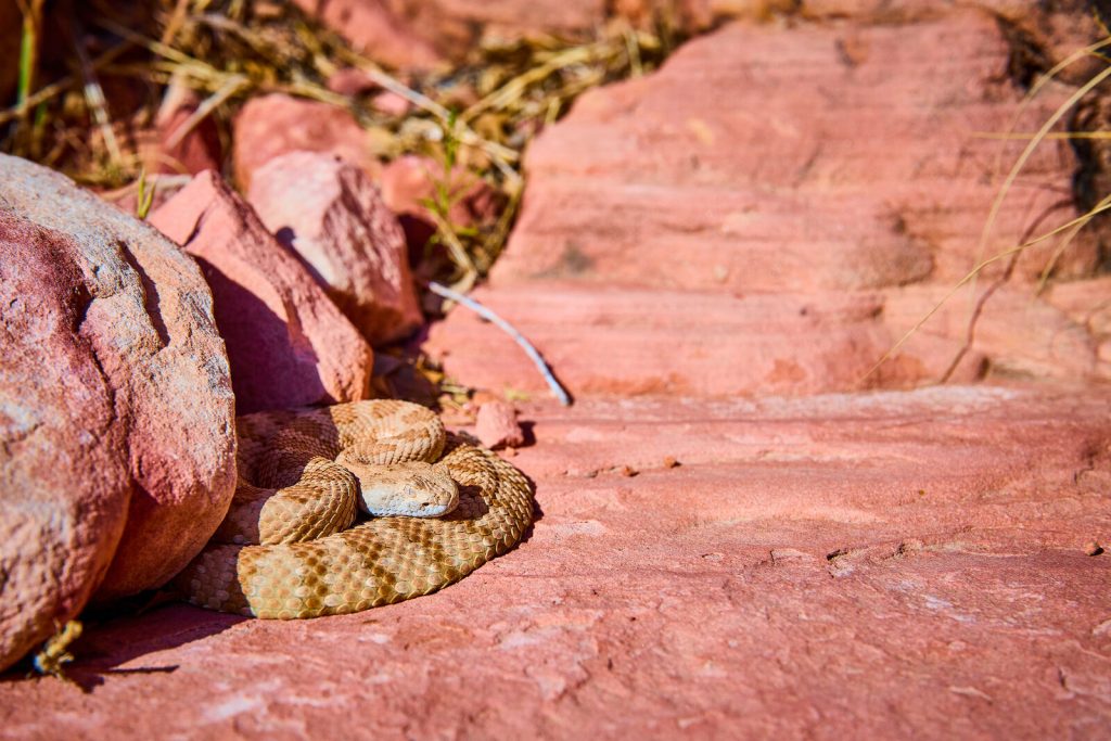 Snakes, spiders, and stinging insects: avoiding bites and stings