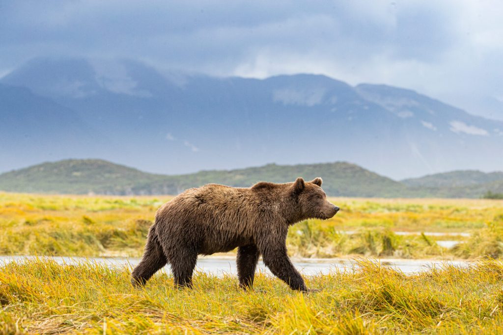 Avoiding and handling wildlife encounters
