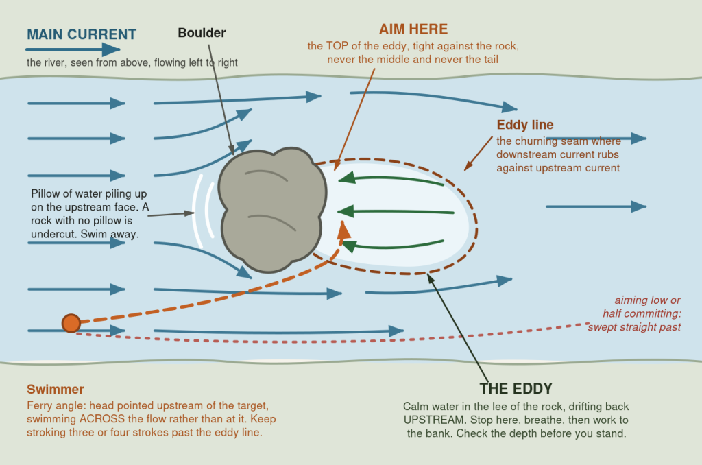Overhead diagram of a river showing the main current splitting around a boulder, the calm eddy behind it flowing back upstream, the eddy line seam, and a swimmer ferrying across to the top of the eddy