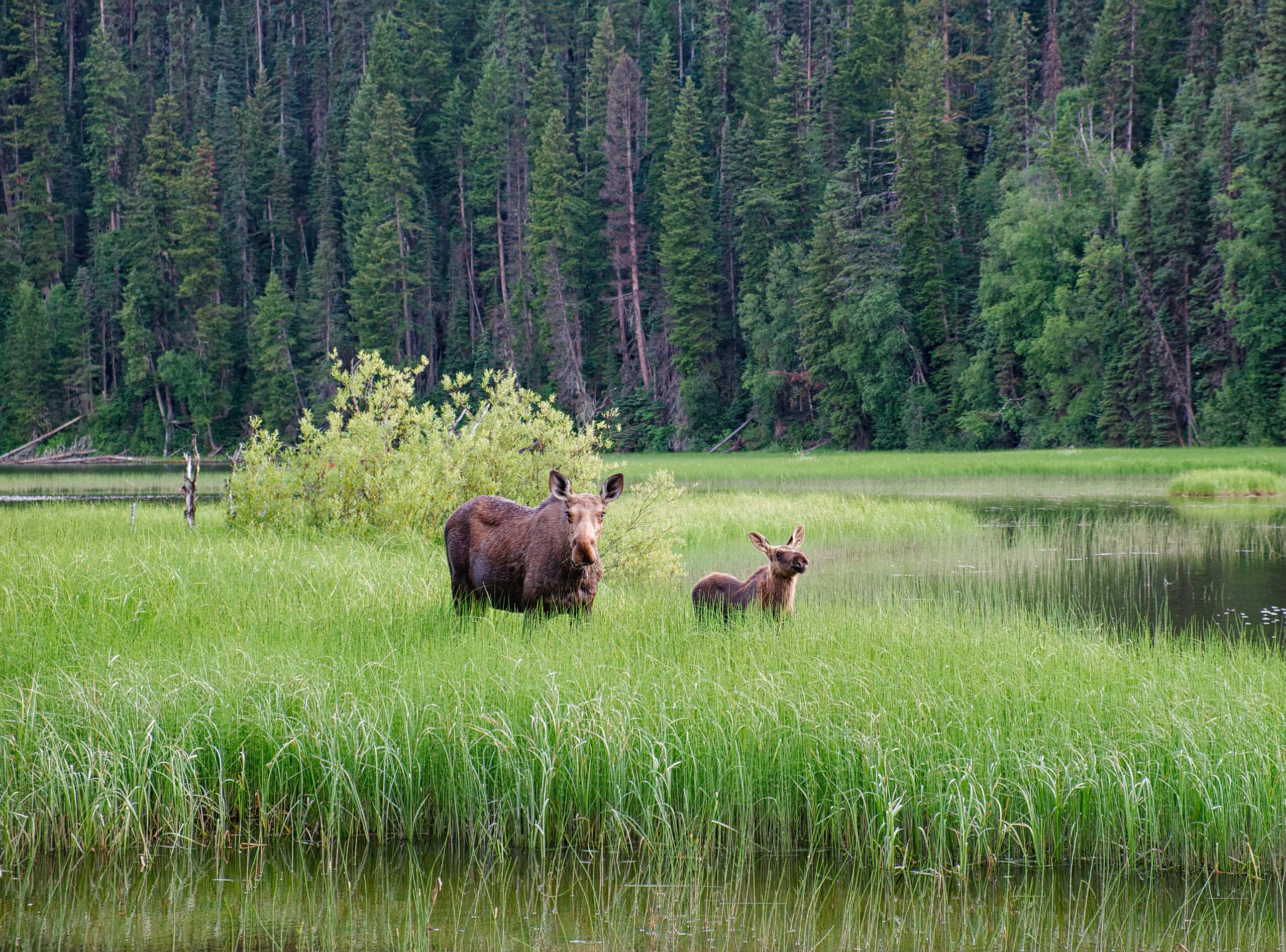 Bowron Lake Provincial Park