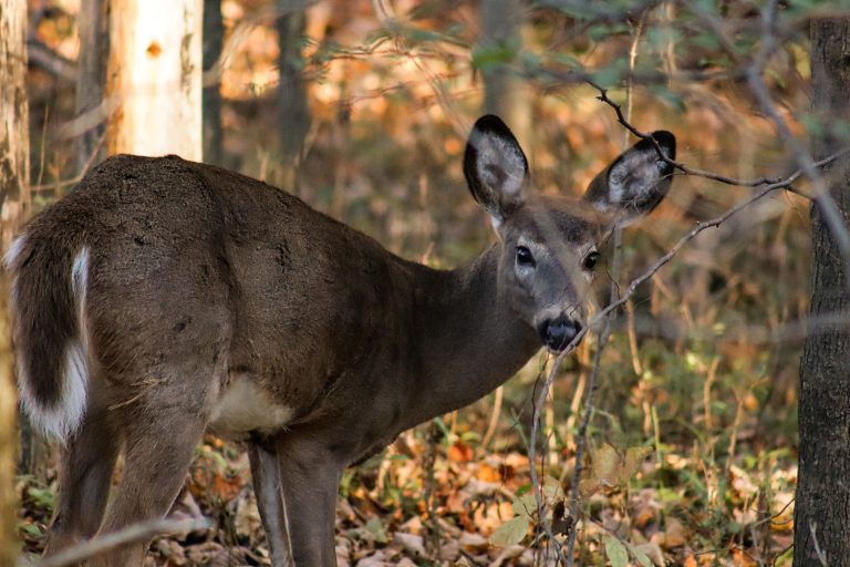 Frontenac Provincial Park