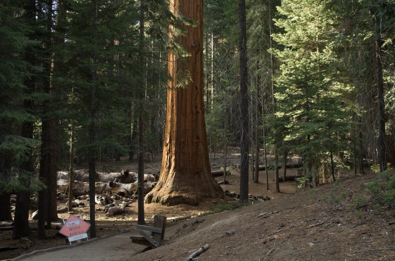 Giant Sequoia National Monument