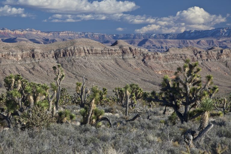 Grand Canyon-Parashant National Monument