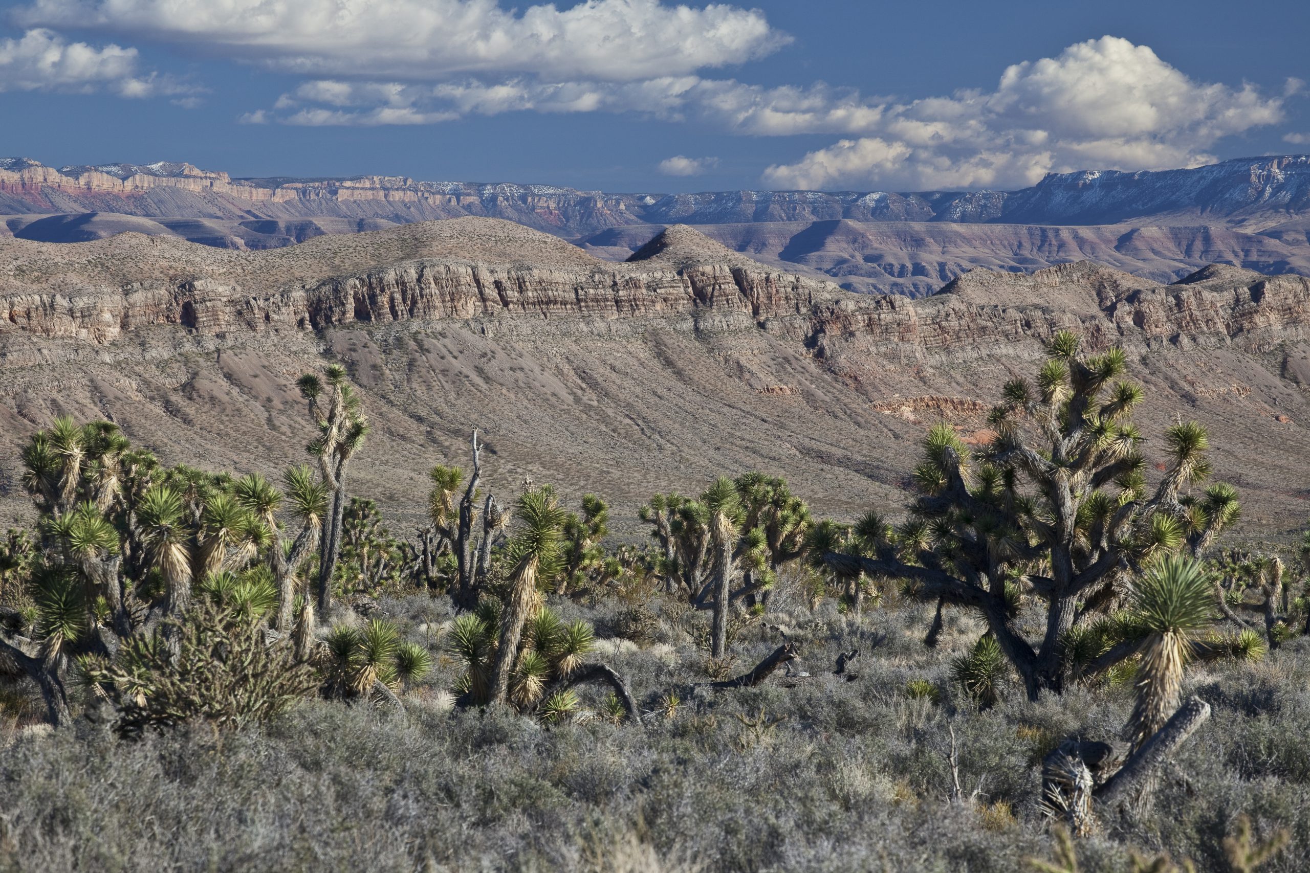 Grand Canyon-Parashant National Monument
