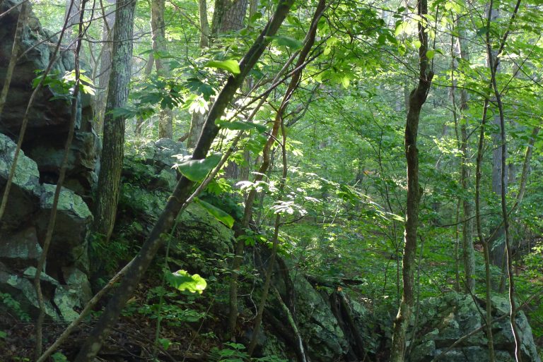 Green Ridge State Forest