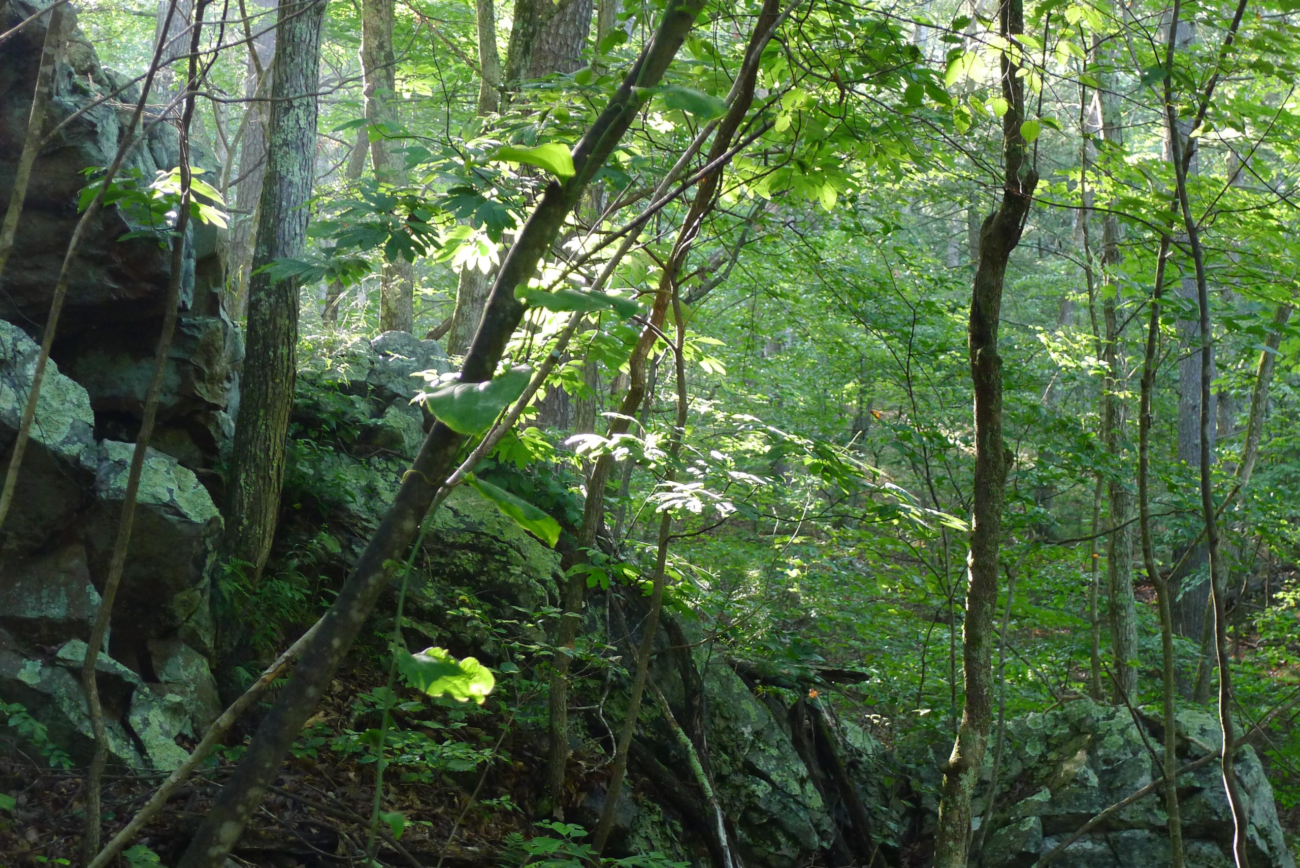 Green Ridge State Forest