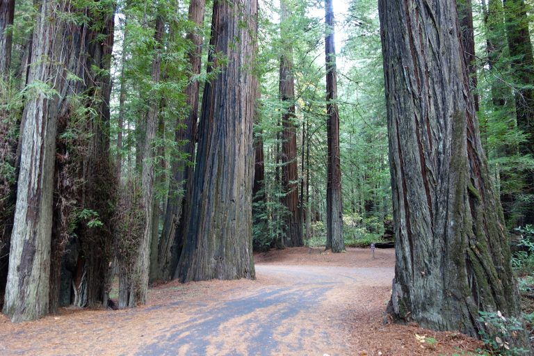 Humboldt Redwoods State Park