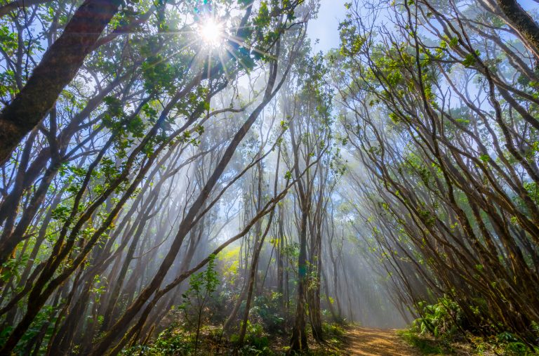 Koke’e State Park