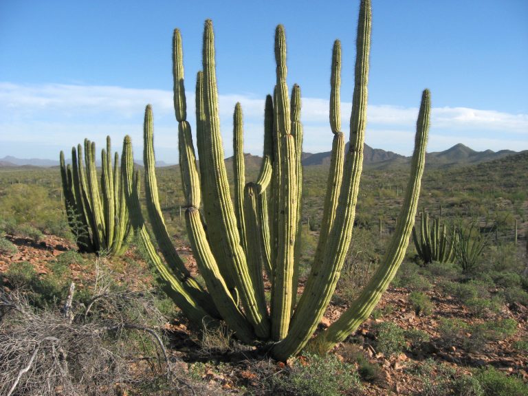 Organ Pipe Cactus National Monument