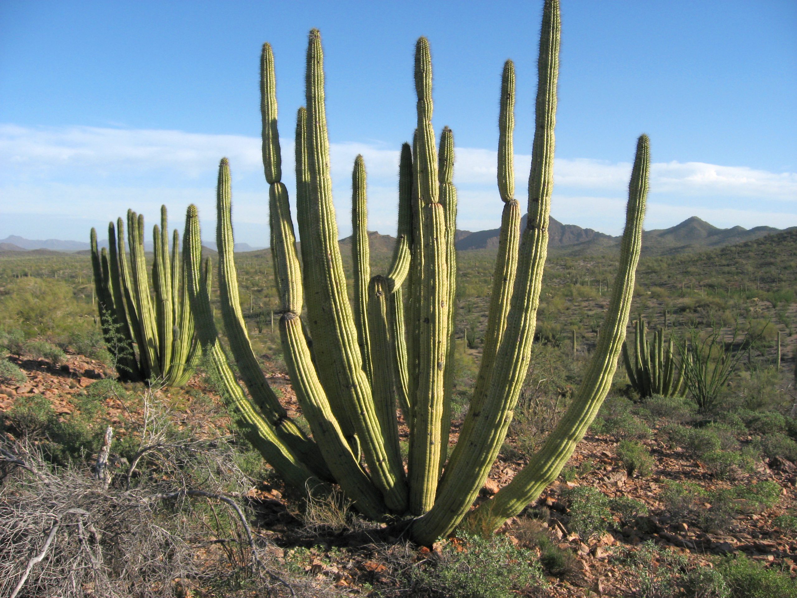 Organ Pipe Cactus National Monument
